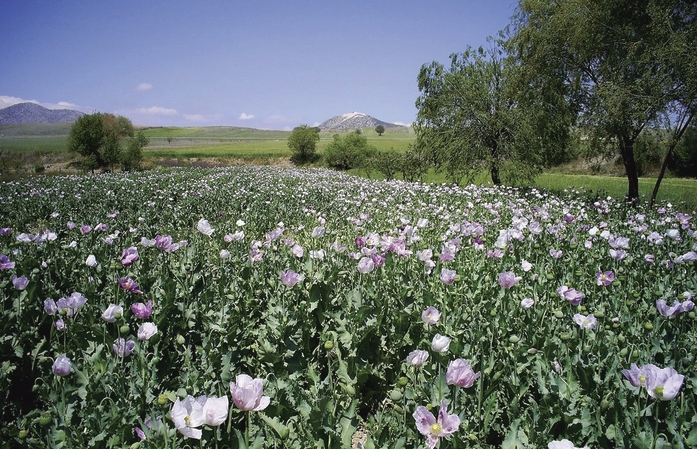 champ d'opium en Turquie
