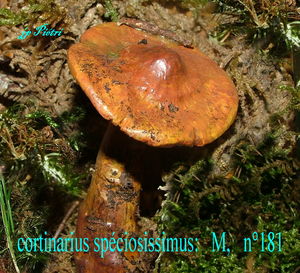 cortinarius_sp_ciosissimus__n_181