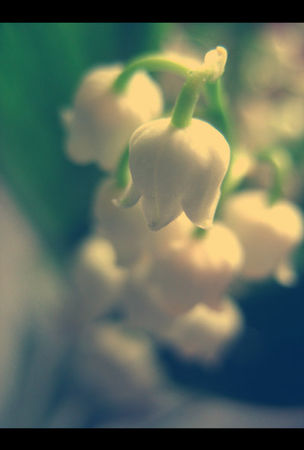 Muguet_by_couettecouette