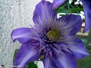 Clematite_Multiblue