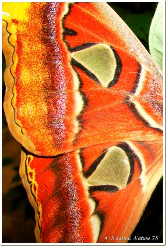 Papillon Attacus Atlas ou Bombyx Atlas (5)