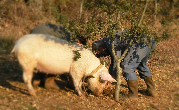 Cavage-cochon-truffier