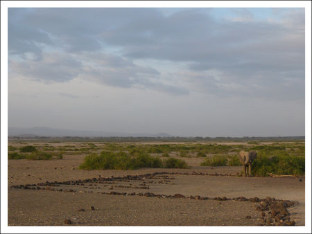 KENYA_Amboseli_Elephant_Parking