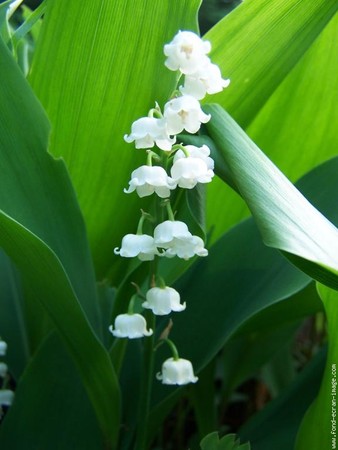 galerie_membre_fleur_muguet_muguet_5b1_5d