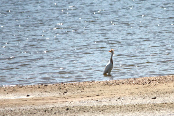 aigrette-a