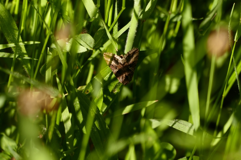 Le Gamma Autographa gamma (P-Y Gourvil)