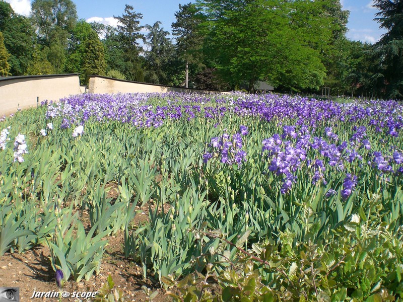 Tableau d'iris 2007
