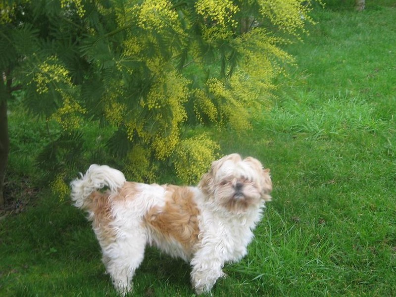 Mimosa et Nugget's 30 janvier 2007 004 -