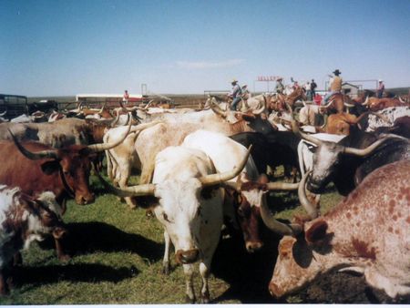 Longhorn1
