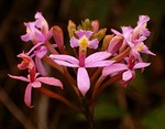 epidendrum_secundum_orchidaceae_santo