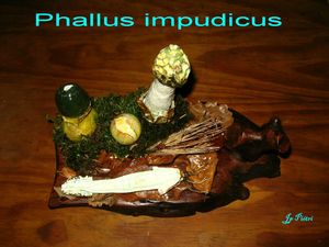 Phallus impudicus n°