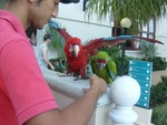 Parrots__3_