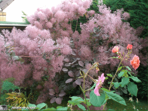 Variation autour du Cotinus coggygria x dummeri Grace