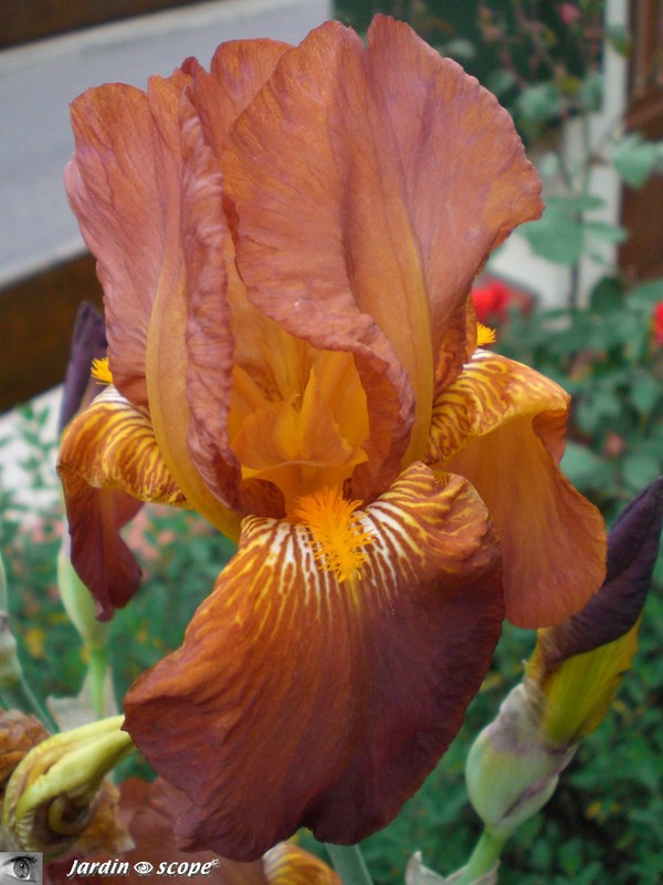 Iris rusler