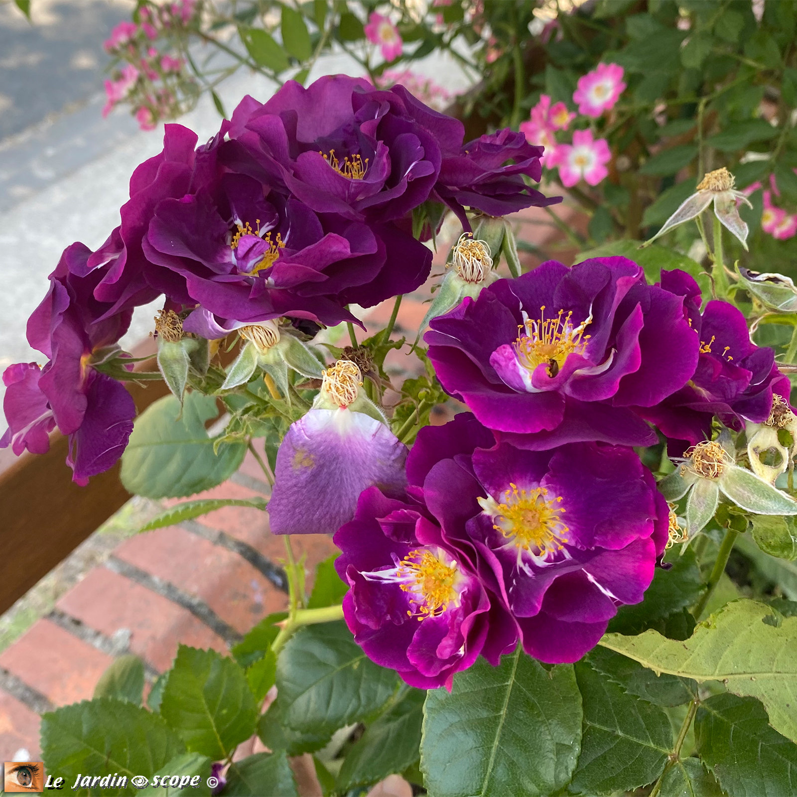 Rosa 'Rhapsody in blue®'