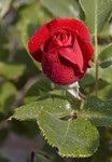 rose10