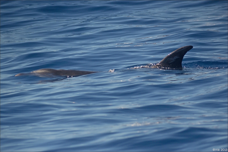 Tenerife lulu dauphins 2 240913