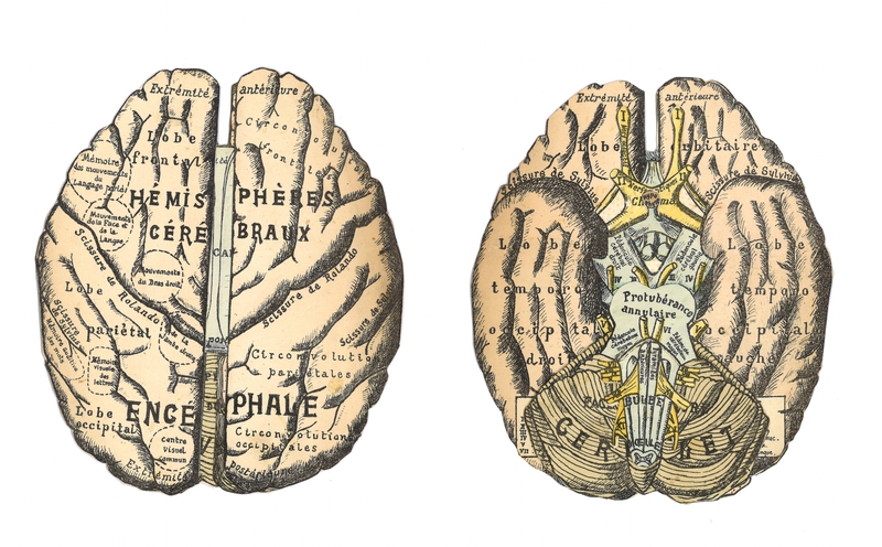Cerveaux 1 et 2