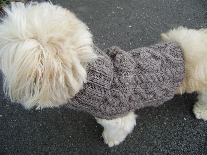 manteau tricot chien
