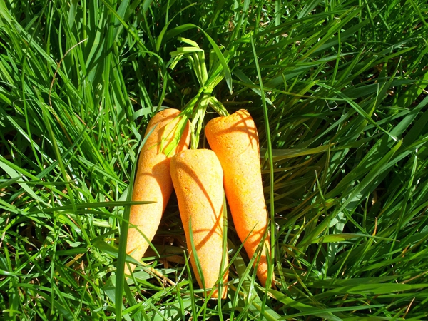Bunch of carrots Bubble Lush