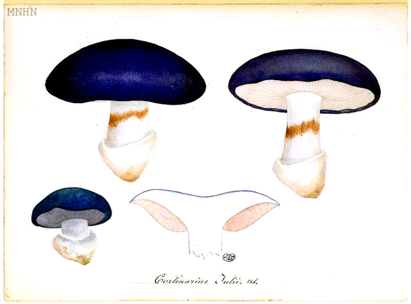 79 Cortinarius Julii caerulescens