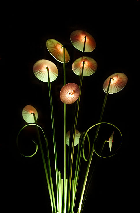 08h - Bouquet d'ombrellums