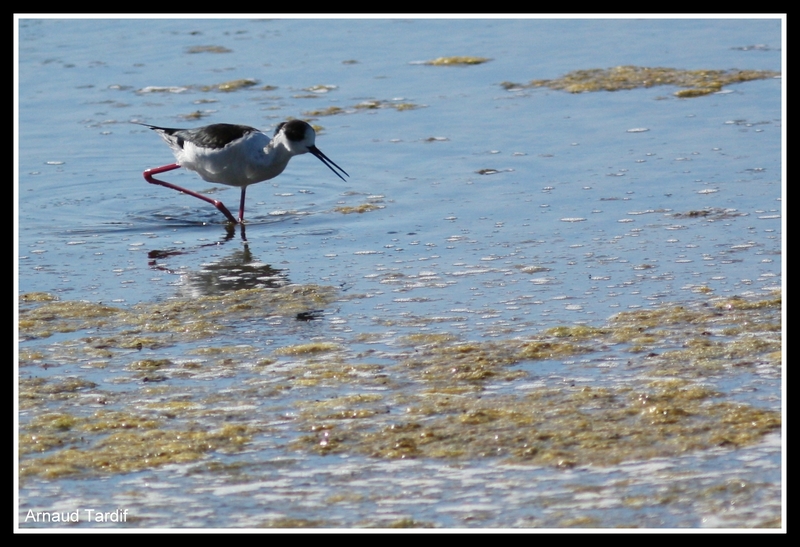 0070 Oléron Mai 2017 - Marais du Douhet blog 2