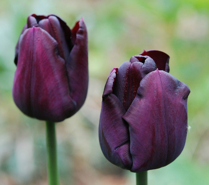 Tulipa 'Paul Sherer''