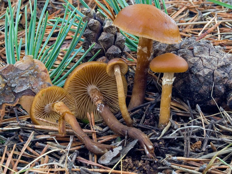 Galerina marginata (R Fernnandez)