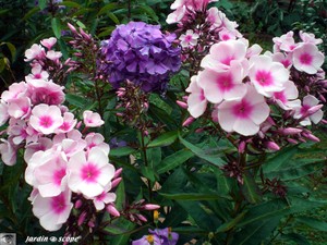 Phlox_deux_couleurs