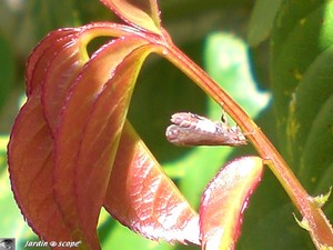 Cicadelle_3