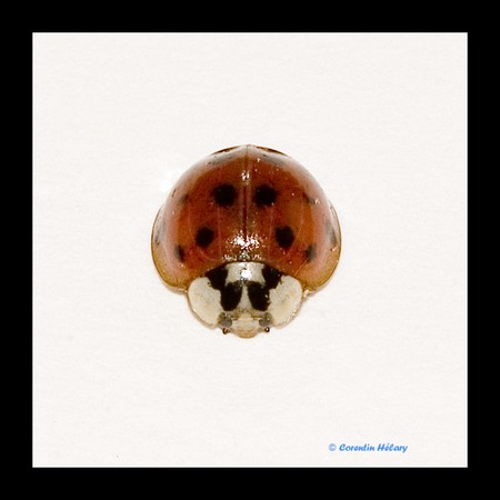 coccinelle_10_web