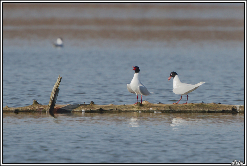 Mouette mélanocéphale