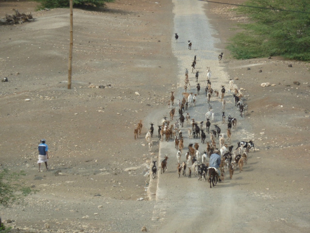 troupeau de chèvres Maïo