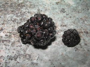 Mûres du jardin, petites et grosses 002