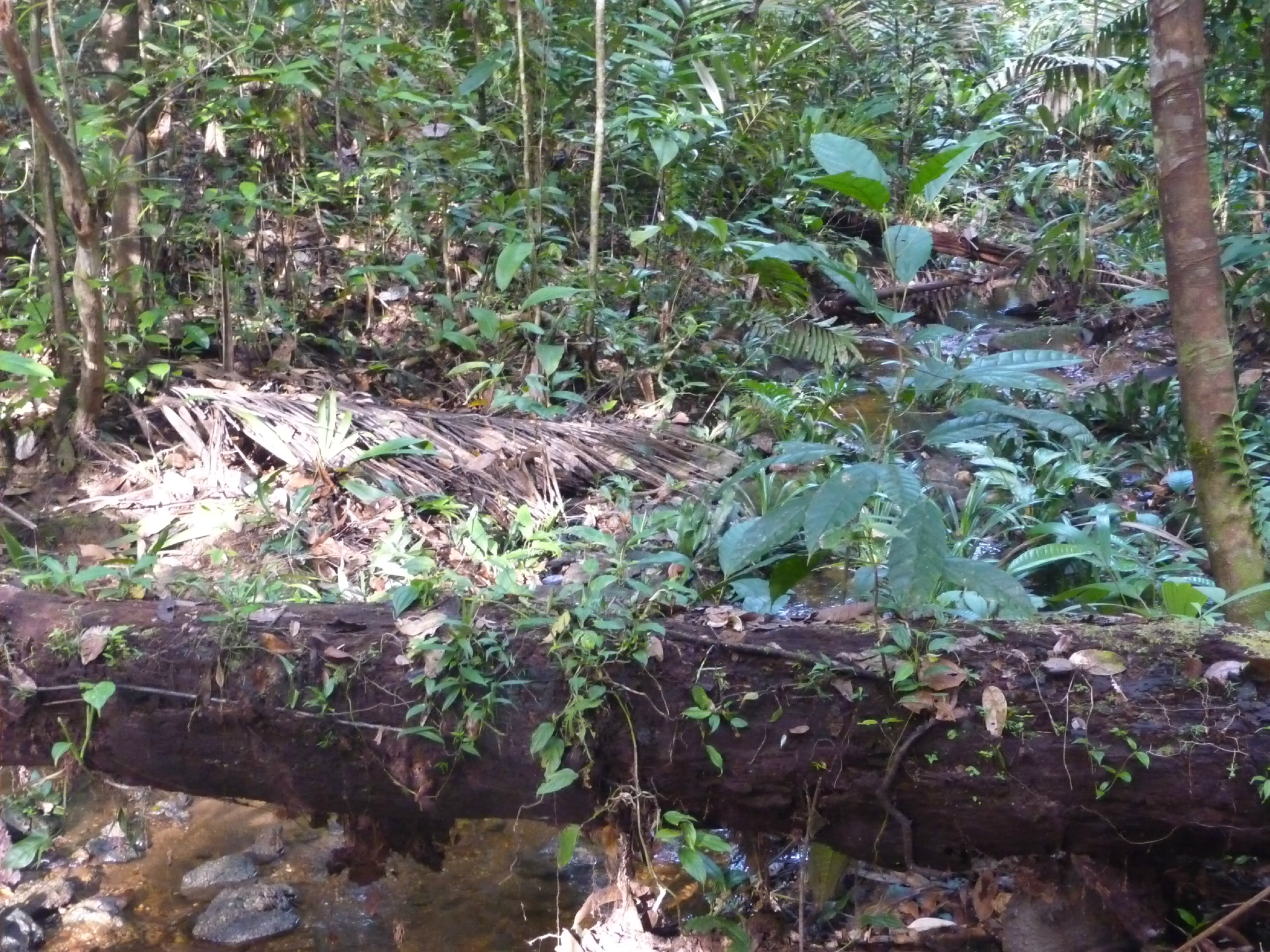 Excursion en forêt depuis le gîte d'Angoulème