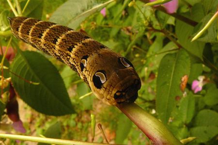 Deilephila_elpenor_Gehin_Frederic_et_Catherine_Vallee_de_la_Gartempe_87_21072008_P1020776_copie