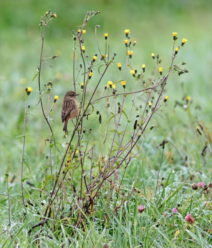 Niort oiseau tarier patre 3 161220