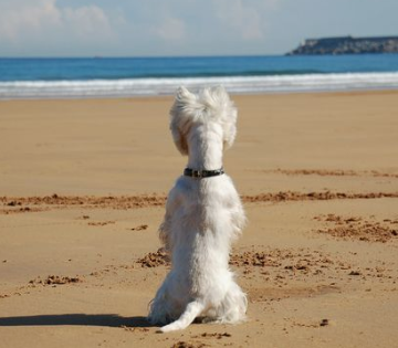 westievacances1