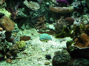 aquarium_de_Noumea_poissons_pierres