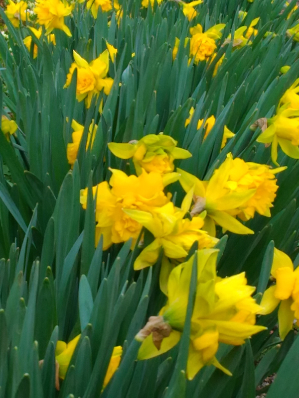 jonquilles
