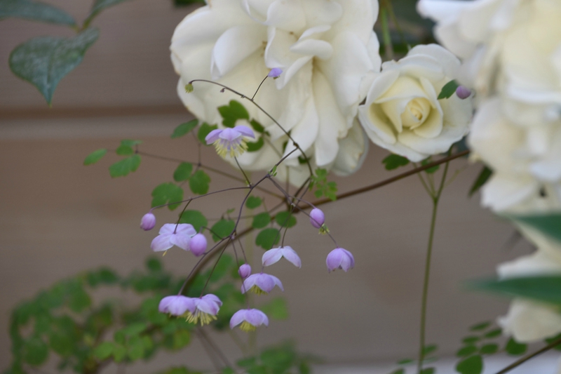 rosier iceberg + thalictrum splendide