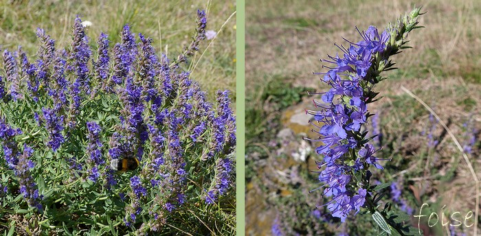 fleurs bleues ou violacées en épis ordinairement compacts et allongés