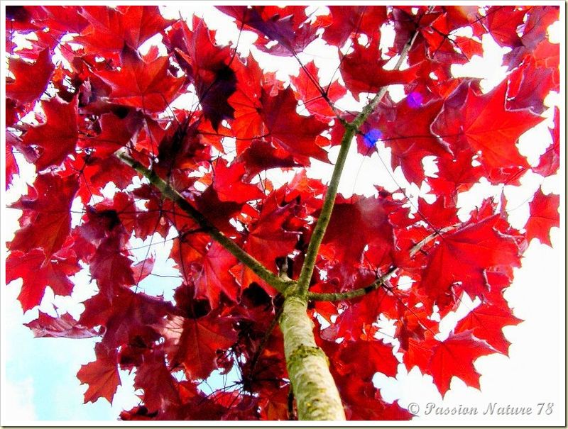 Mon jardin sous un autre angle (4) 