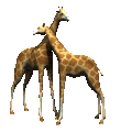 girafe25