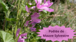 21 MAUVE(4)Poêlée de Mauve Sylvestre