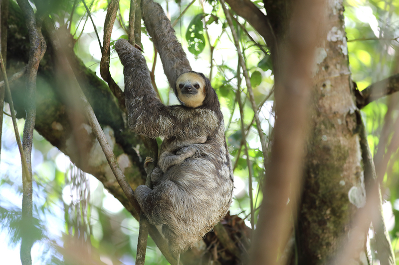 Bradypus tridactylus - mère et petit