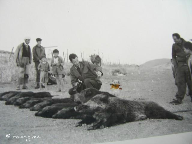 1960 Sidi Djemil chasse sanglier