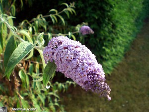 Buddleia