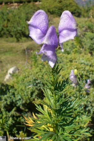 Aconit Corse • Aconitum napellus subsp. corsicum